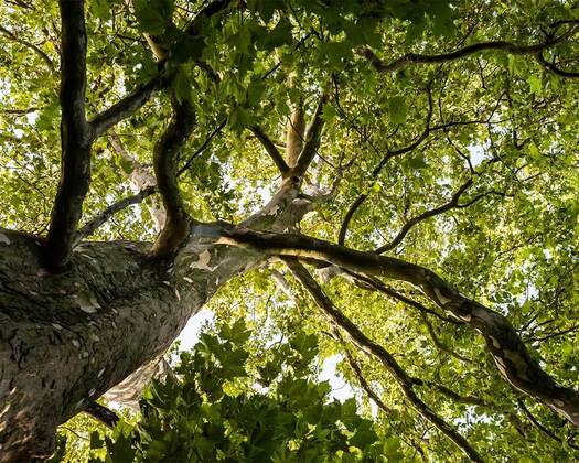 Looking up at the green tree canopy